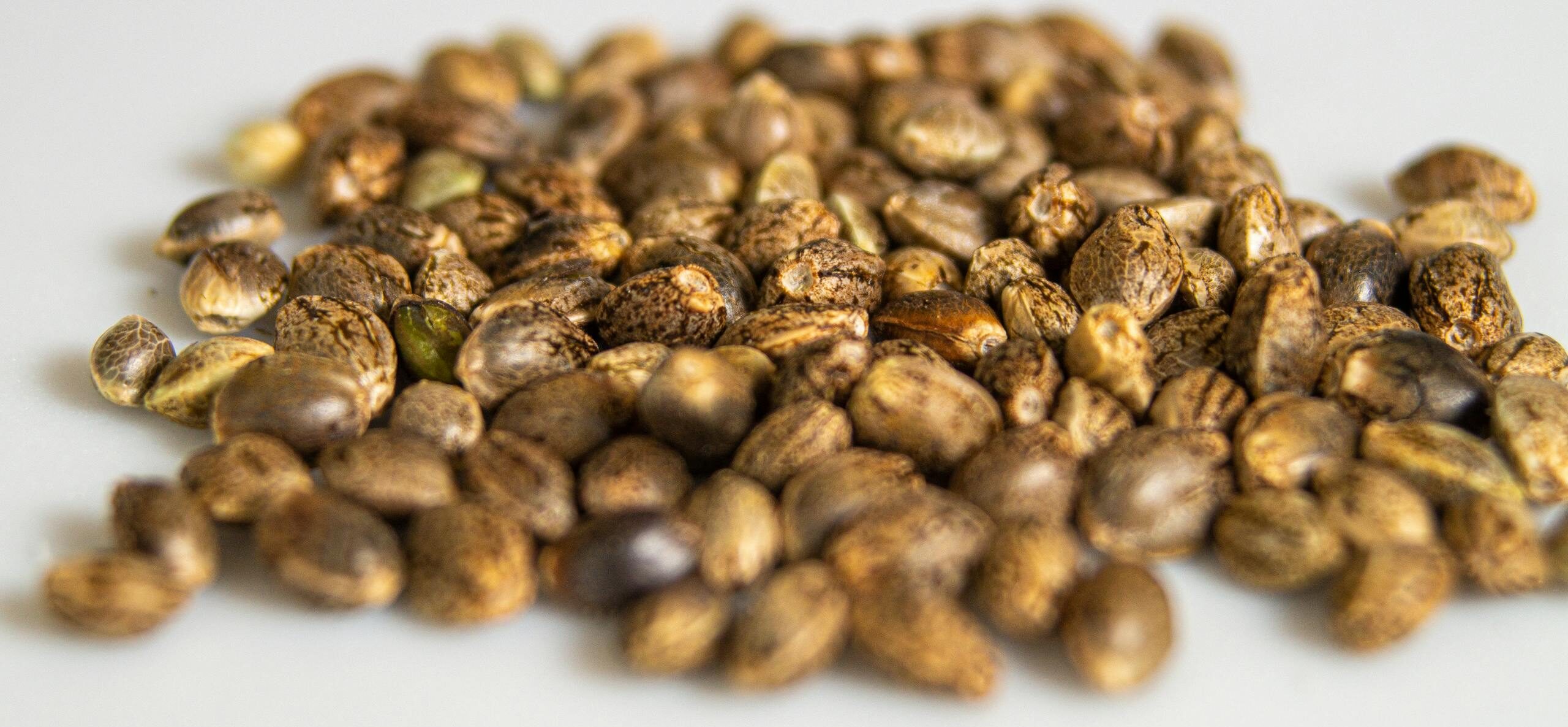 Get the book - Hemp & Health (in the books section)